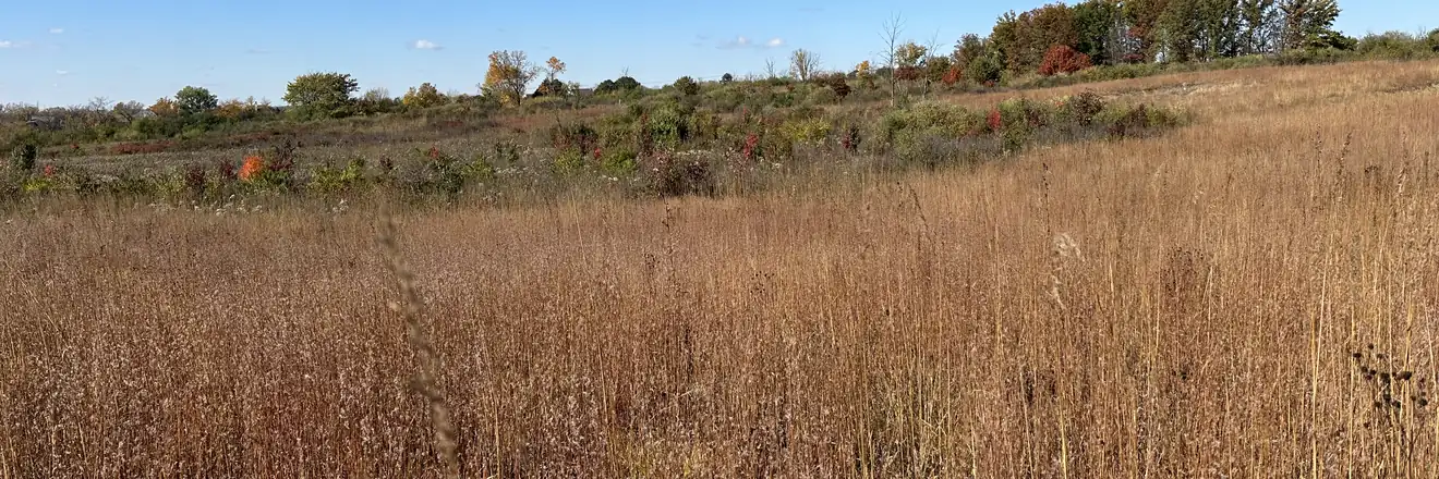 Restored tallgrass prairie in autumn on a permitted development site