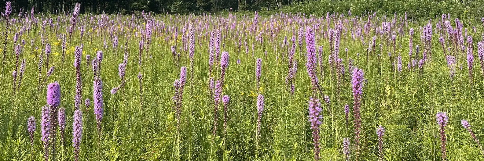 Prairie blazing star blooming across a native wet prairie in Northern Illinois