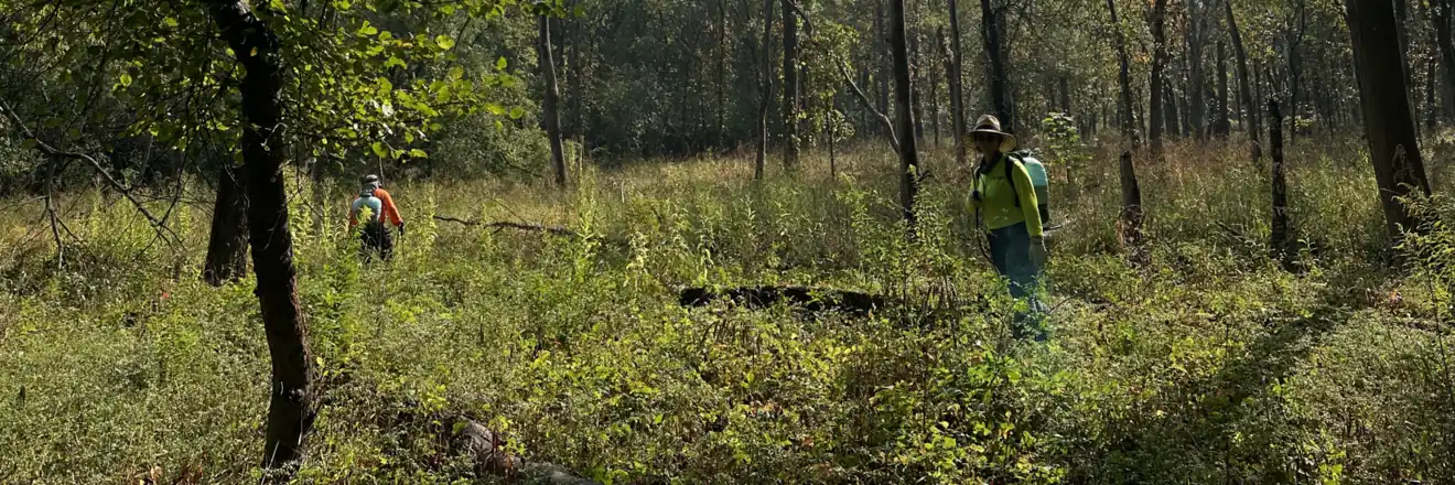 A3 Environmental ecologists assessing habitat on a wooded project site