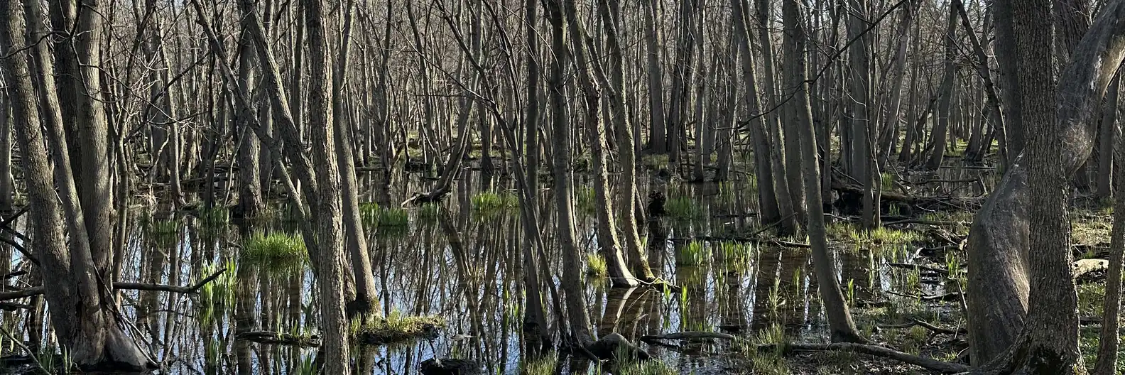 Flooded forested wetland of the kind flagged by a wetland screening review