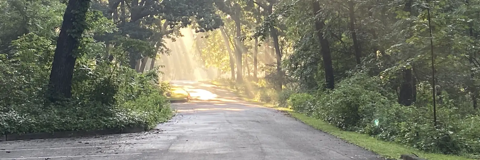 Morning light on a wooded corridor evaluated during ecological permitting