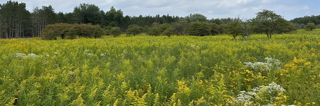Upland goldenrod meadow adjacent to potential wetland areas on a screened parcel