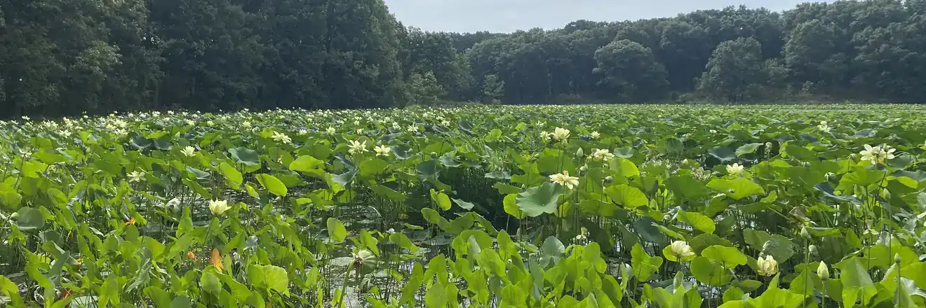 Lotus-covered wetland identified during a desktop wetland screen