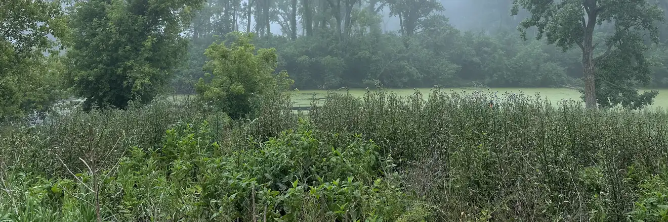 Morning fog over a vegetated wetland meadow during a delineation site visit