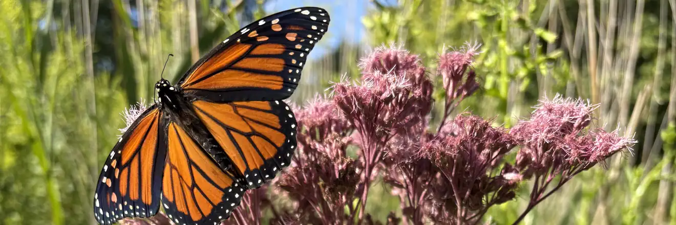 Monarch butterflies on native wildflowers at a permitted mitigation site