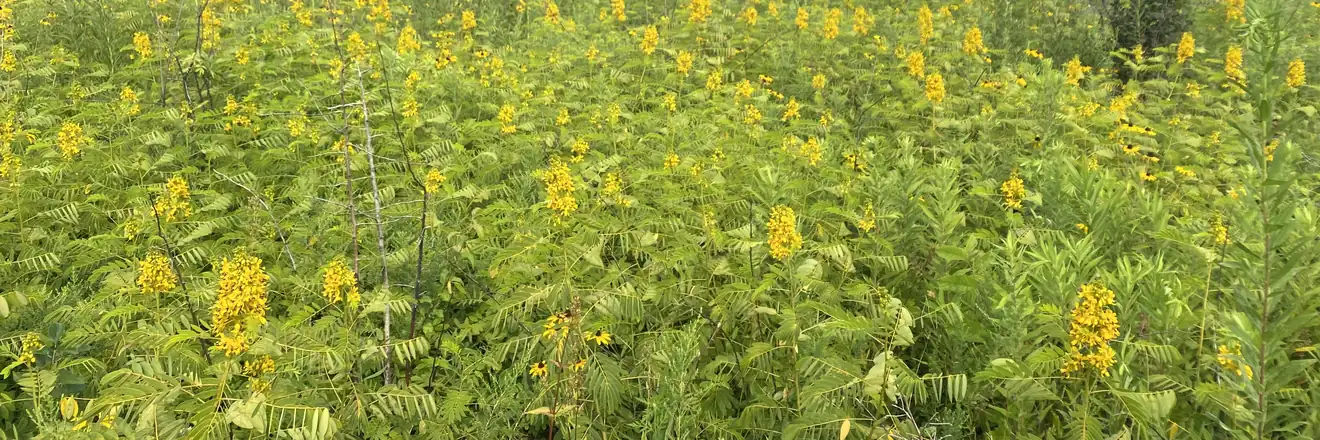 Native prairie and wet meadow habitat mapped in a wetland screening report